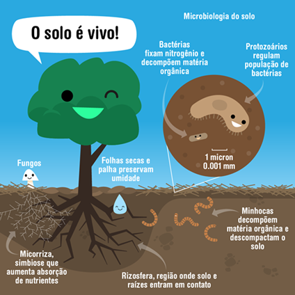 Microbiota Do Solo: O Que é E Qual Seu Benefício - Agroinovadores