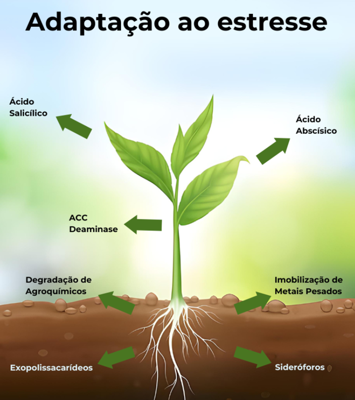 Imagem 2: Esquema mostrando os mais diversos mecanismos e substâncias envolvendo a adaptação ao estresse pelas plantas.
Fonte: Biome4All