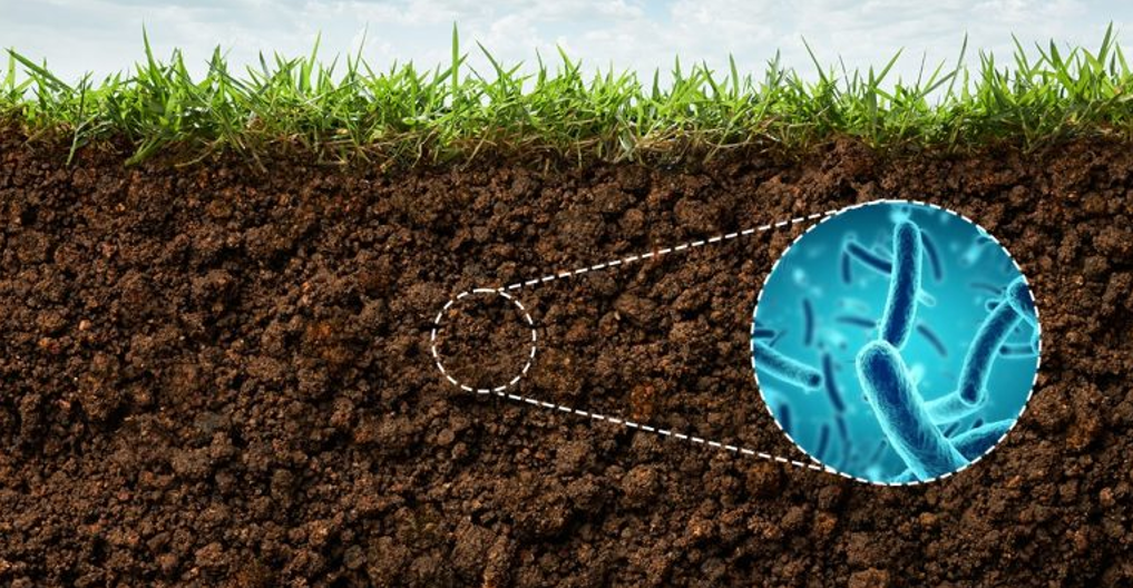 Imagem 3: A relação simbiótica de plantas com microrganismos é favorecida pelo uso de exopolissacarídeos.
Fonte: Blog Verde Agritech
