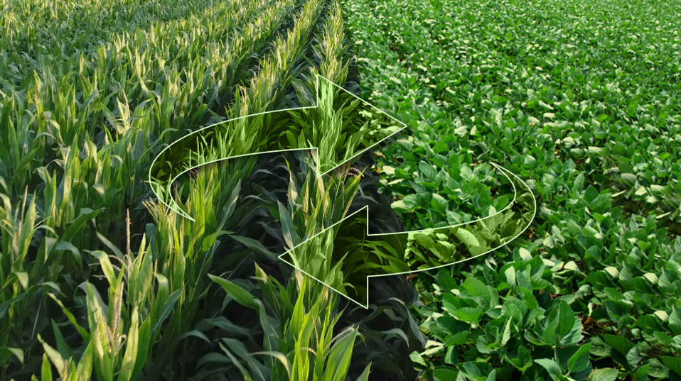 Imagem 2: A rotação de culturas é um importante manejo no sistema de baixo carbono.
Fonte: Atua Agro
